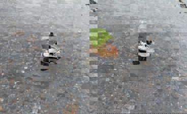 En grønn fugl på en skilpadde